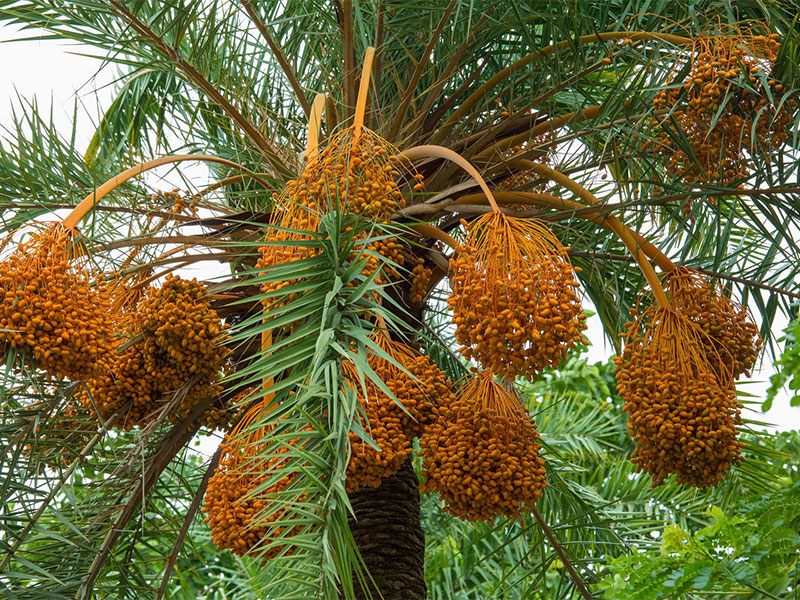 الإمارات تسبق العالم وتزرع النخيل على سطح المريخ